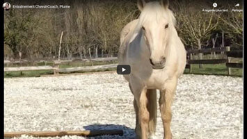 les-entrainements-des-chevaux-coachs